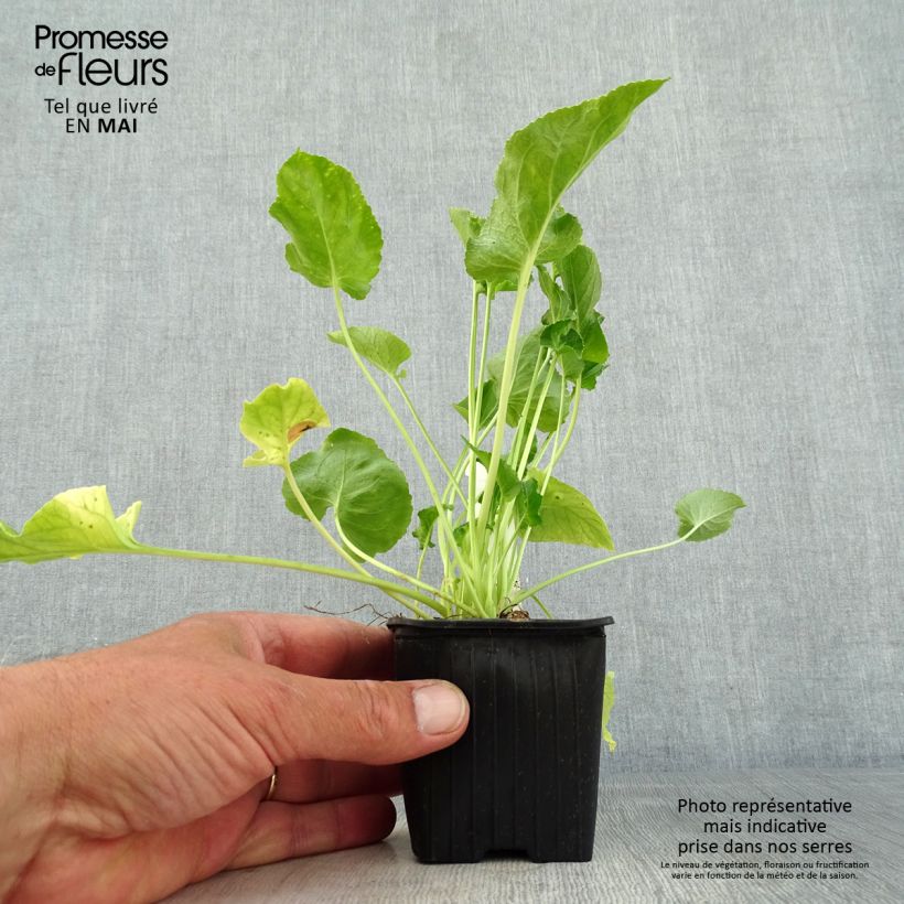 Campanula pyramidalis Alba 8/9 cm pot sample as delivered in spring