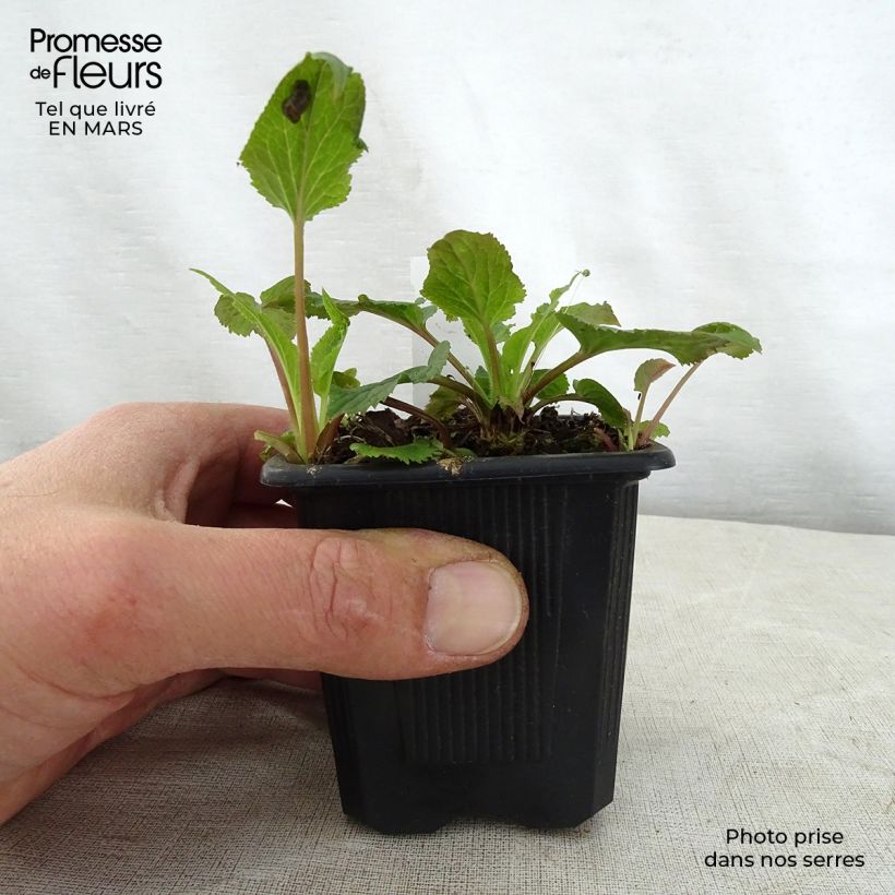 Campanula takesimana Alba 8/9 cm pot sample as delivered in spring