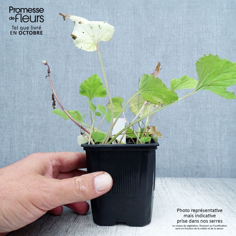 Campanula takesimana Alba 8/9 cm pot sample as delivered in autumn