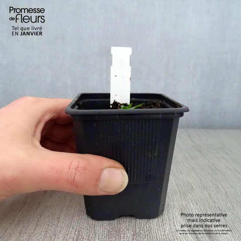 Campanula takesimana Alba 8/9 cm pot sample as delivered in winter