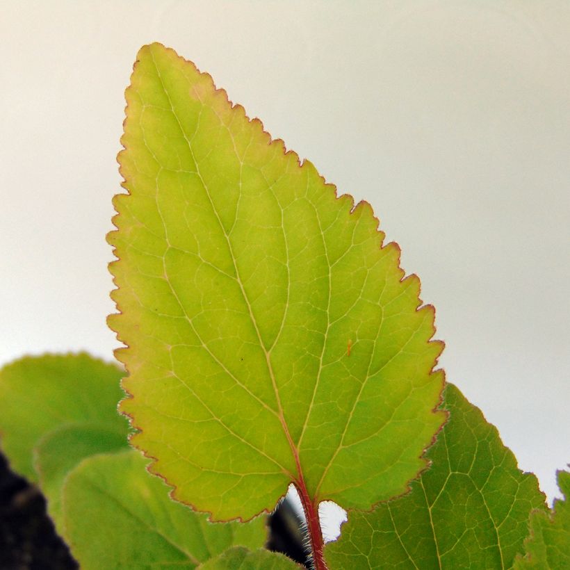 Campanula takesimana (Foliage)