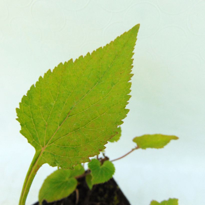 Campanula takesimana Elizabeth (Foliage)