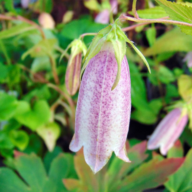Campanula takesimana Elizabeth (Flowering)