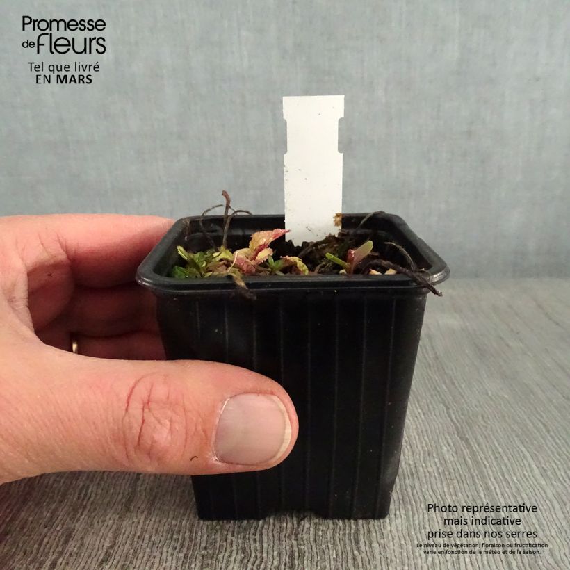 Campanula takesimana Elizabeth 7/8 cm pot sample as delivered in winter