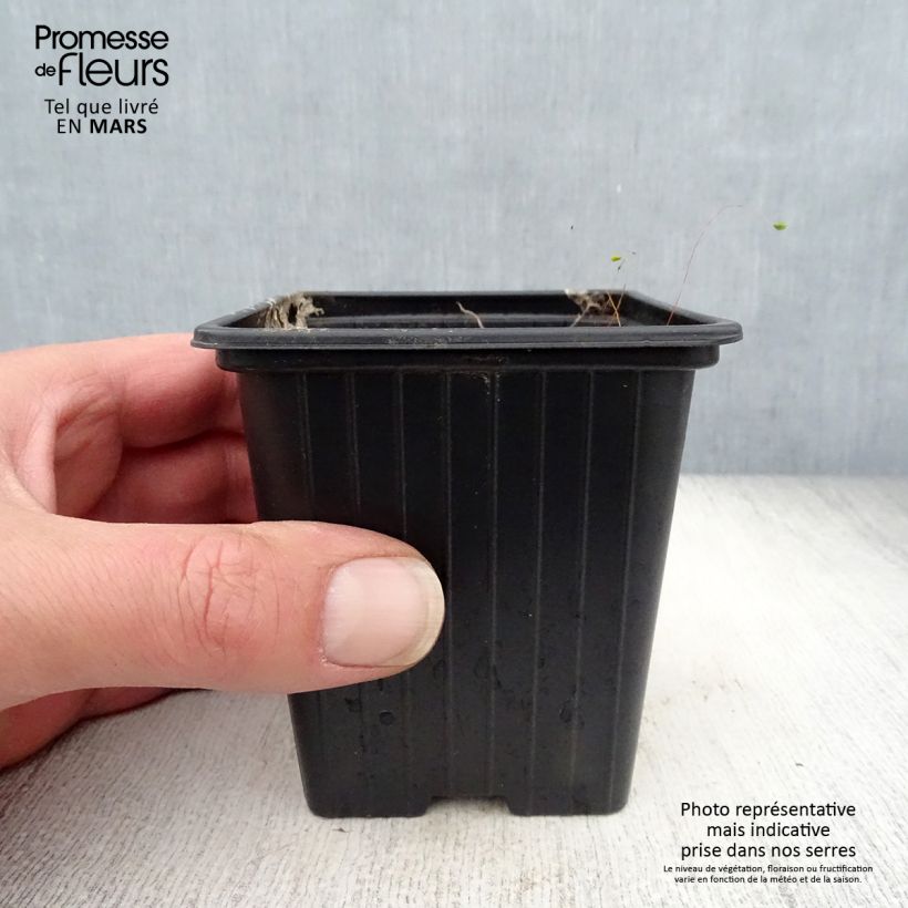 Campanula takesimana Elizabeth 7/8 cm pot sample as delivered in spring