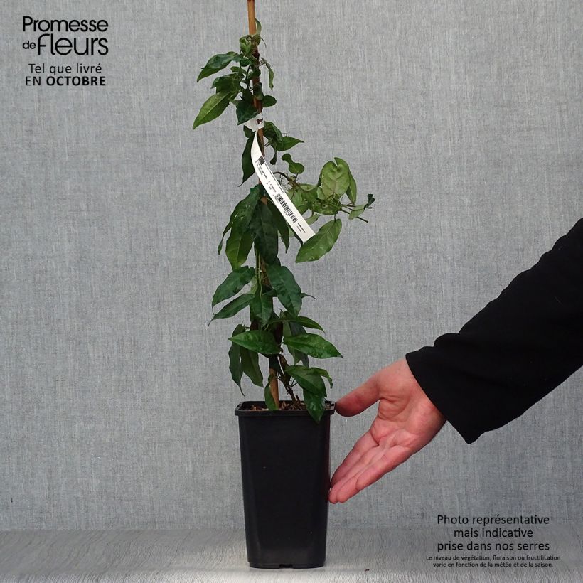 Campsis capreolata  1L/1.5L pot sample as delivered in autumn