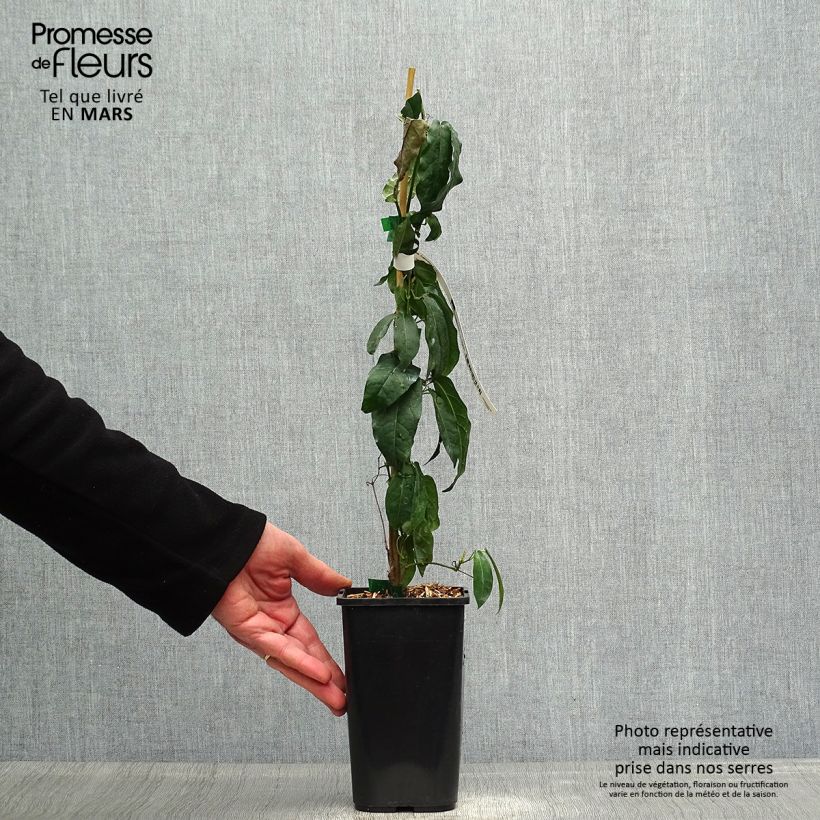 Campsis capreolata  1L/1.5L pot sample as delivered in spring