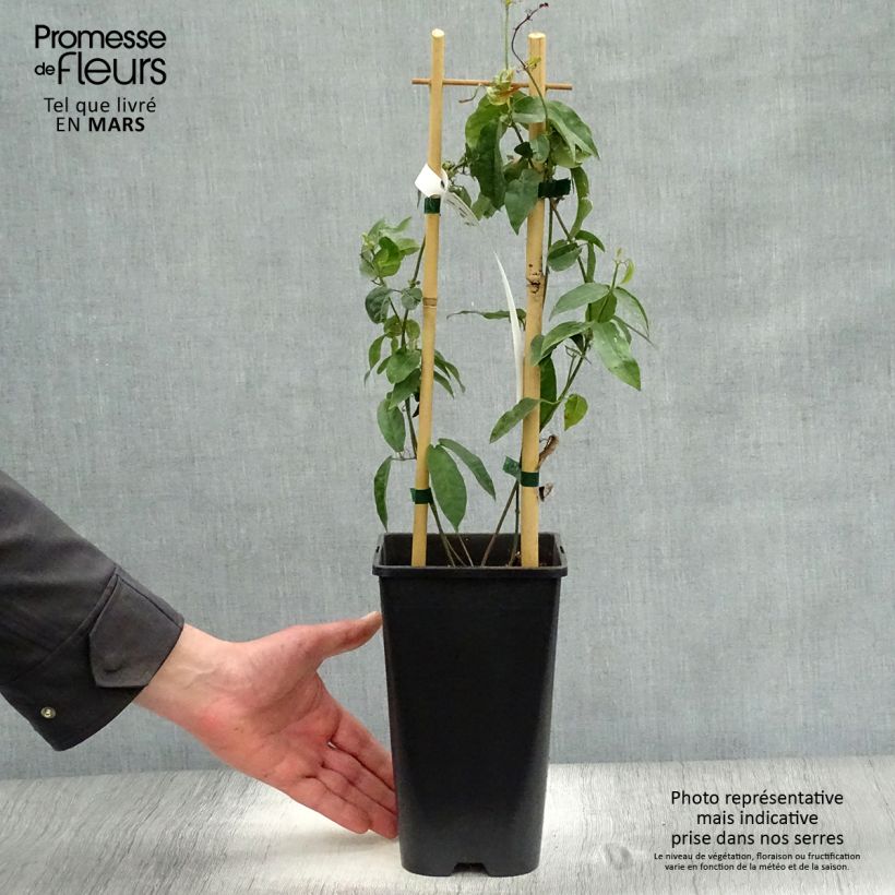 Campsis capreolata  2L/3L pot sample as delivered in spring