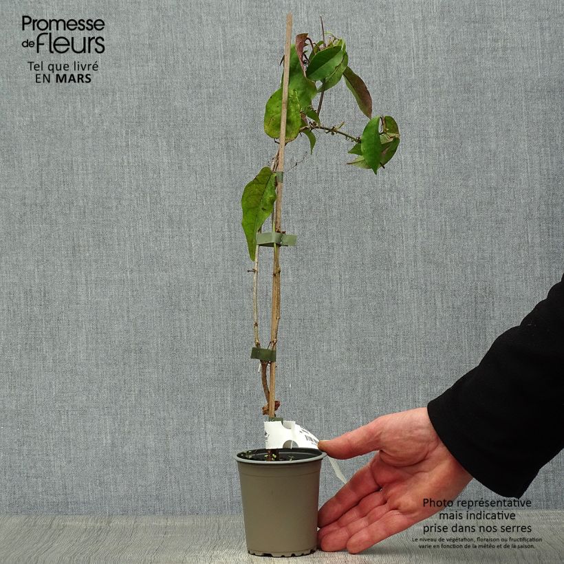 Campsis capreolata Tangerine Beauty 8/9 cm pot sample as delivered in spring