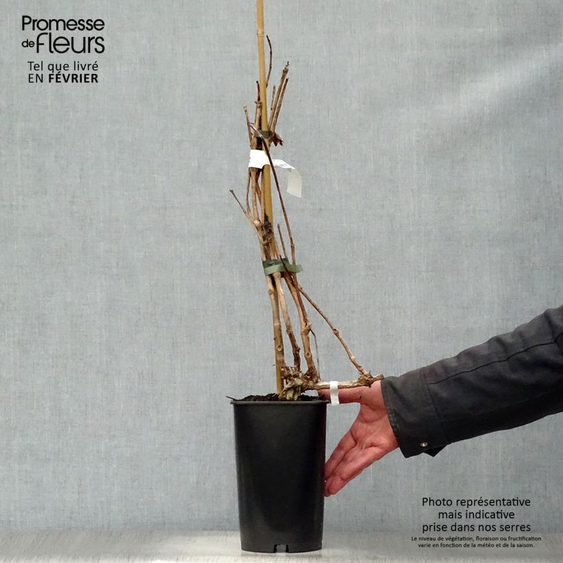 Campsis radicans Indian summer 2L/3L pot sample as delivered in winter