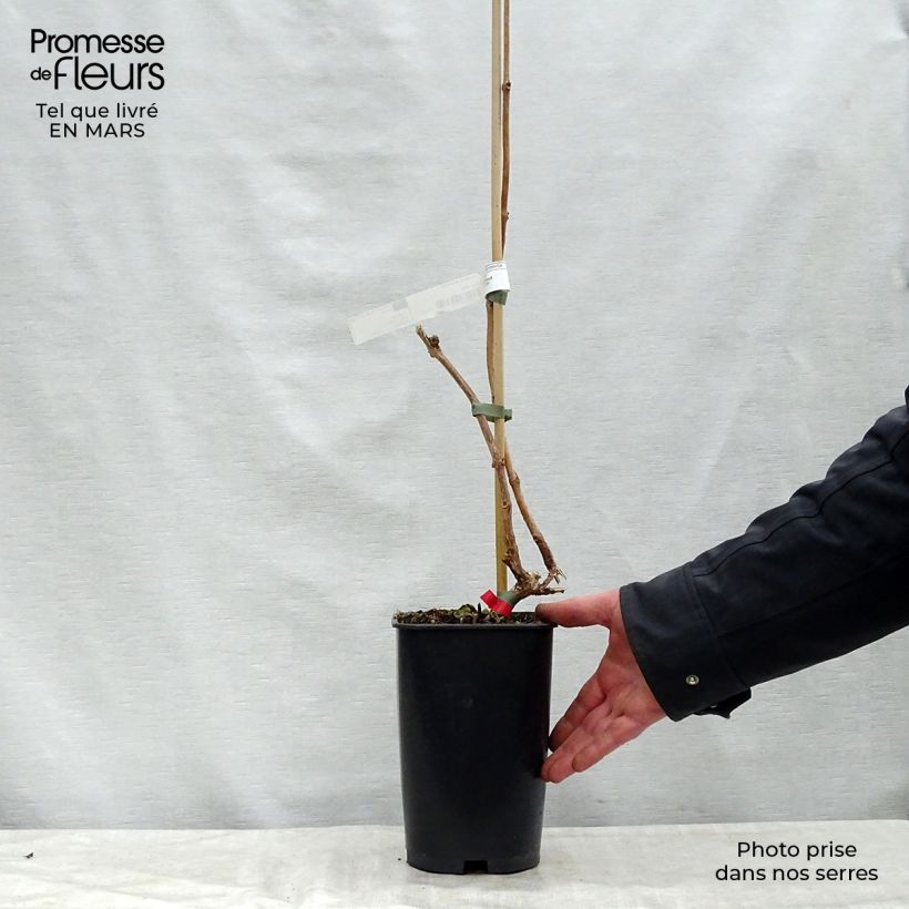 Campsis radicans Stromboli - Trumpet Vine 2L/3L pot sample as delivered in spring