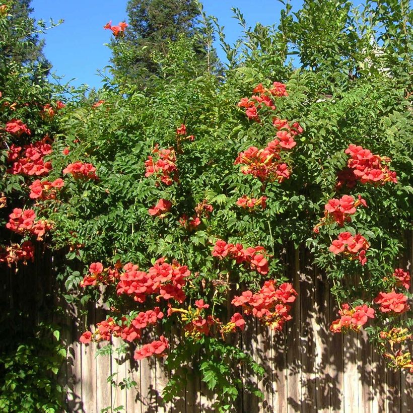 Campsis radicans x grandiflora Madame Galen (Plant habit)