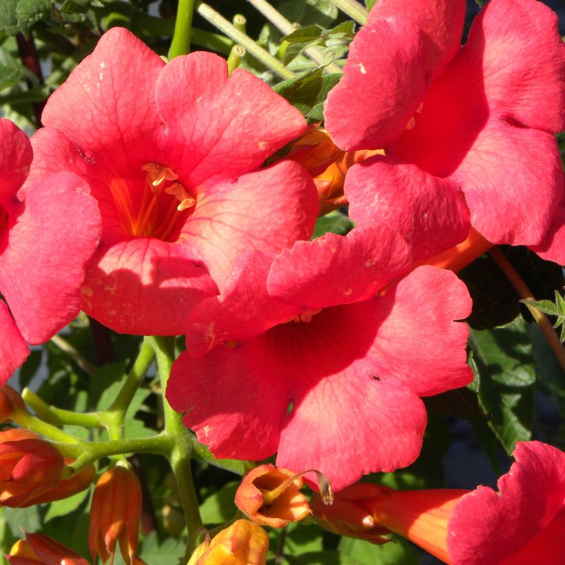 Campsis radicans x grandiflora Grenadine 'Rutcam' (Flowering)