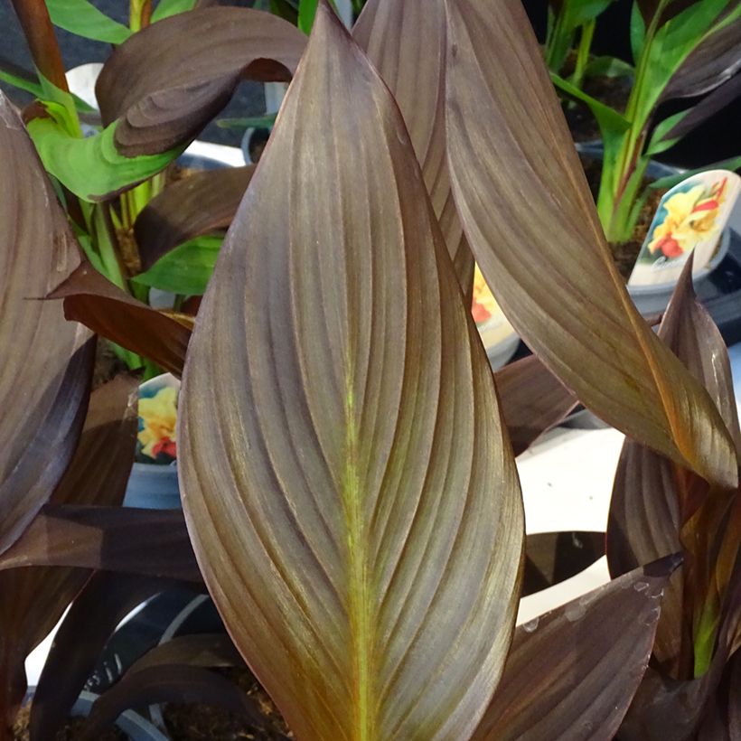 Canna Madame Angèle Martin - Indian shot (Foliage)