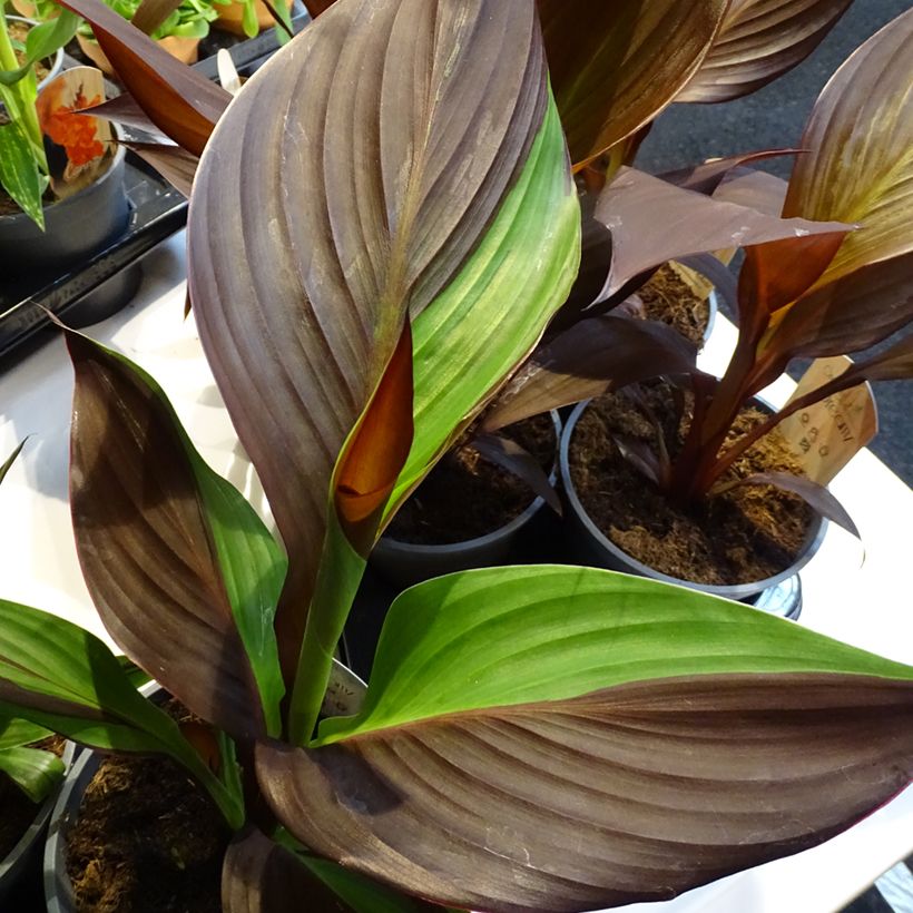 Canna Cleopatra - Indian shot (Foliage)