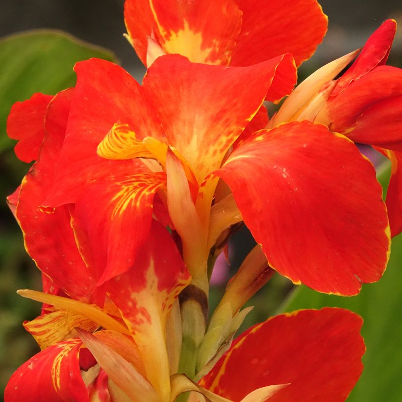 Canna Lucifer - Indian shot (Flowering)