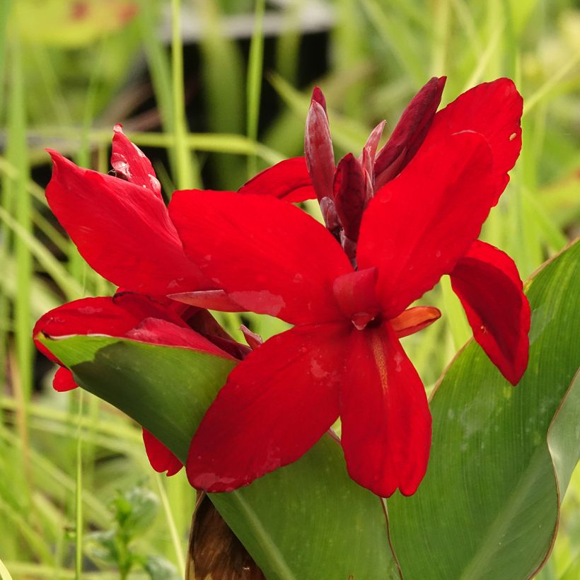 Canna Strasbourg - Indian shot (Flowering)