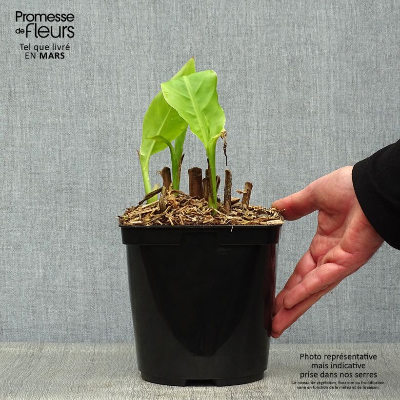 Canna edulis 2L/3L pot sample as delivered in spring