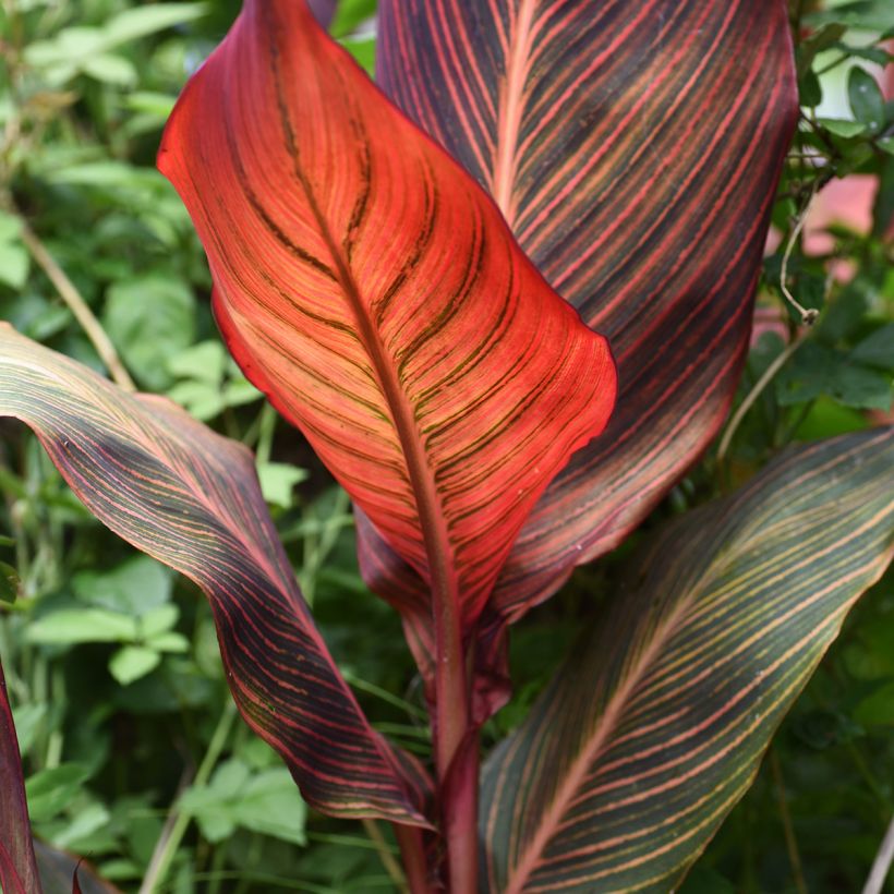 Canna Durban - Indian shot (Foliage)