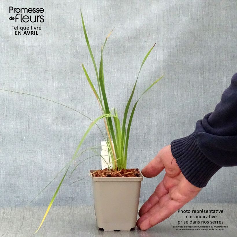 Dierama pulcherrimum 8/9 cm pot sample as delivered in spring