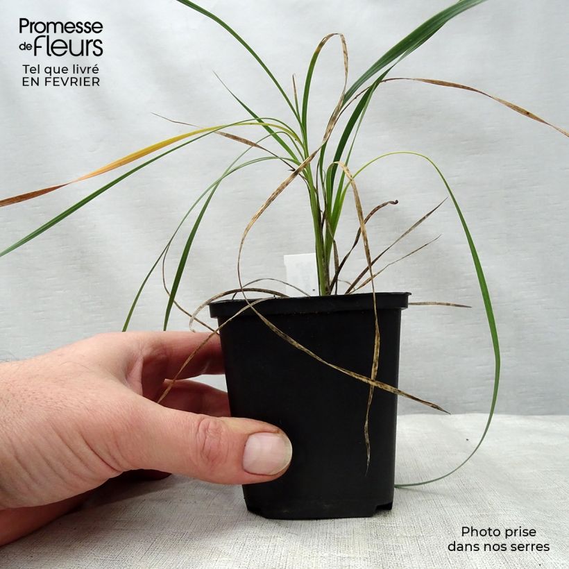 Dierama trichorhizum 8/9 cm pot sample as delivered in winter