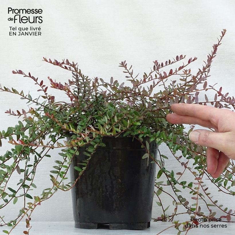 Vaccinium macrocarpon Pilgrim - Cranberry 1.5L/2L pot, Bush sample as delivered in winter