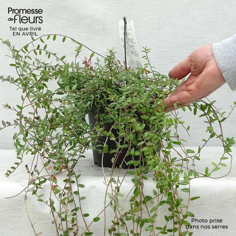 Vaccinium macrocarpon Pilgrim - Cranberry 1.5L/2L pot, Bush sample as delivered in spring