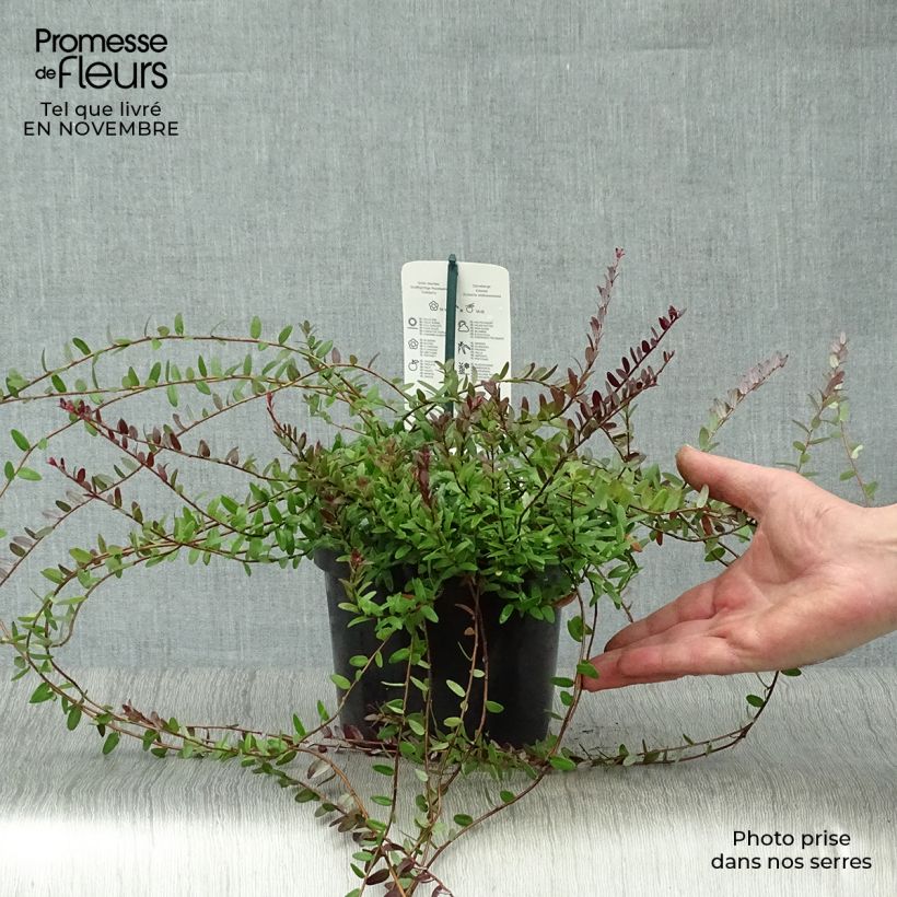 Vaccinium macrocarpon Pilgrim - Cranberry 1.5L/2L pot, Bush sample as delivered in autumn