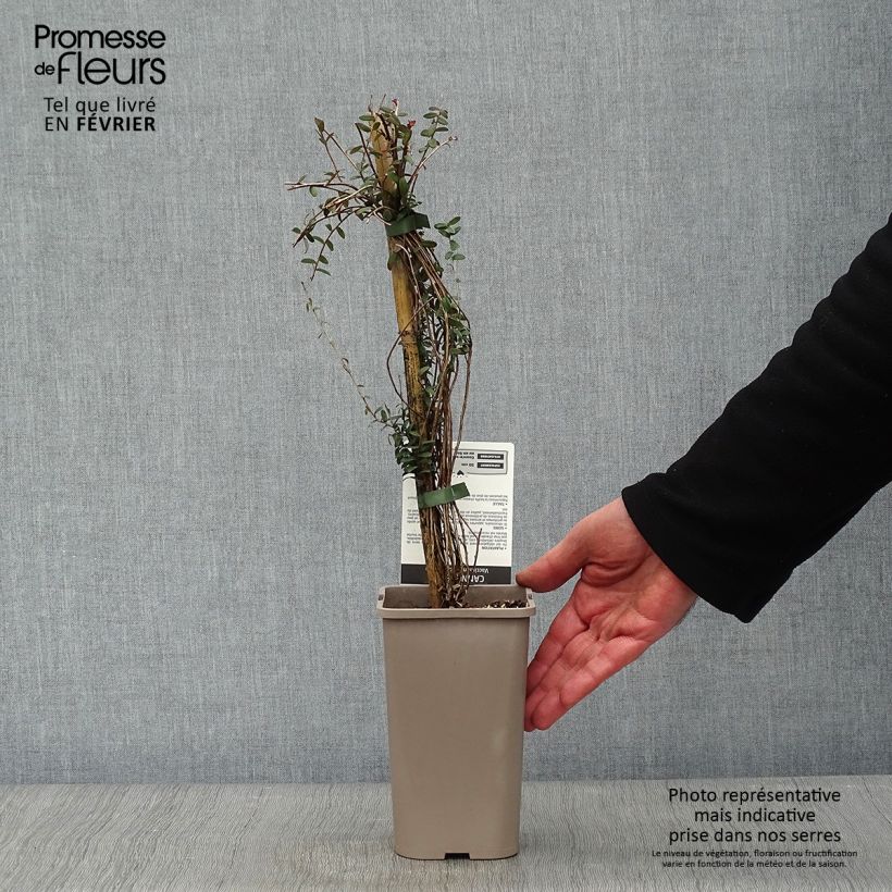 Cranberry - Vaccinium macrocarpon 1.5L/2L pot, Bush sample as delivered in winter