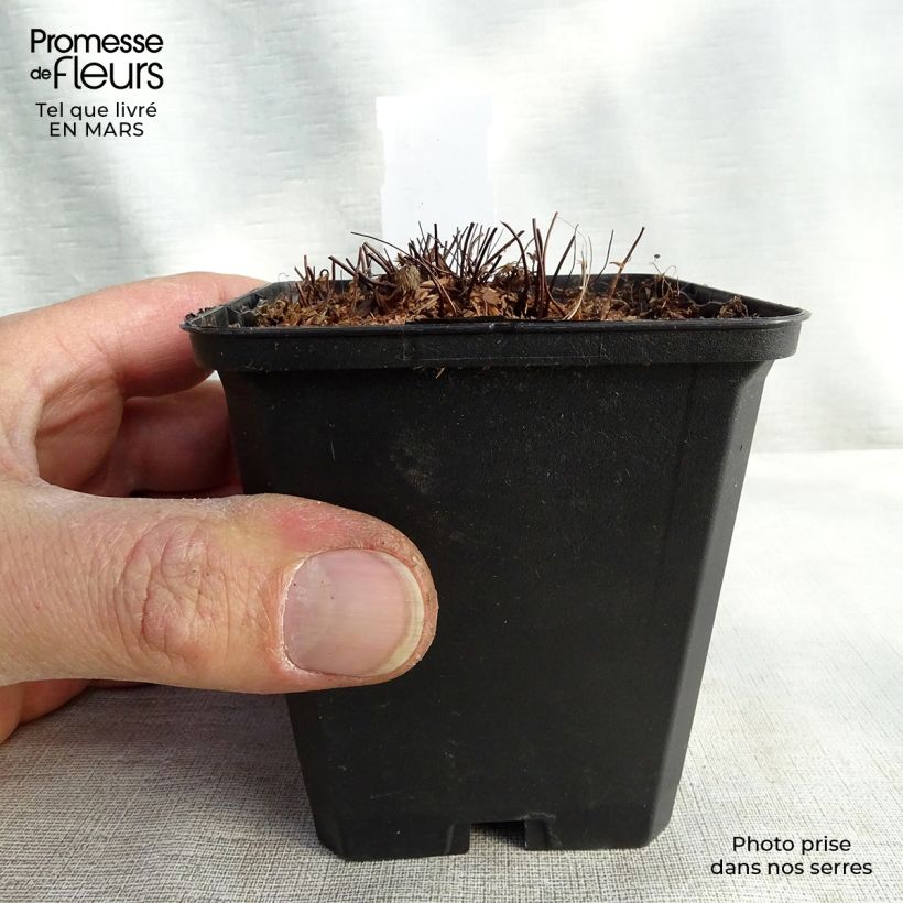 Adiantum venustum 8/9 cm pot sample as delivered in spring