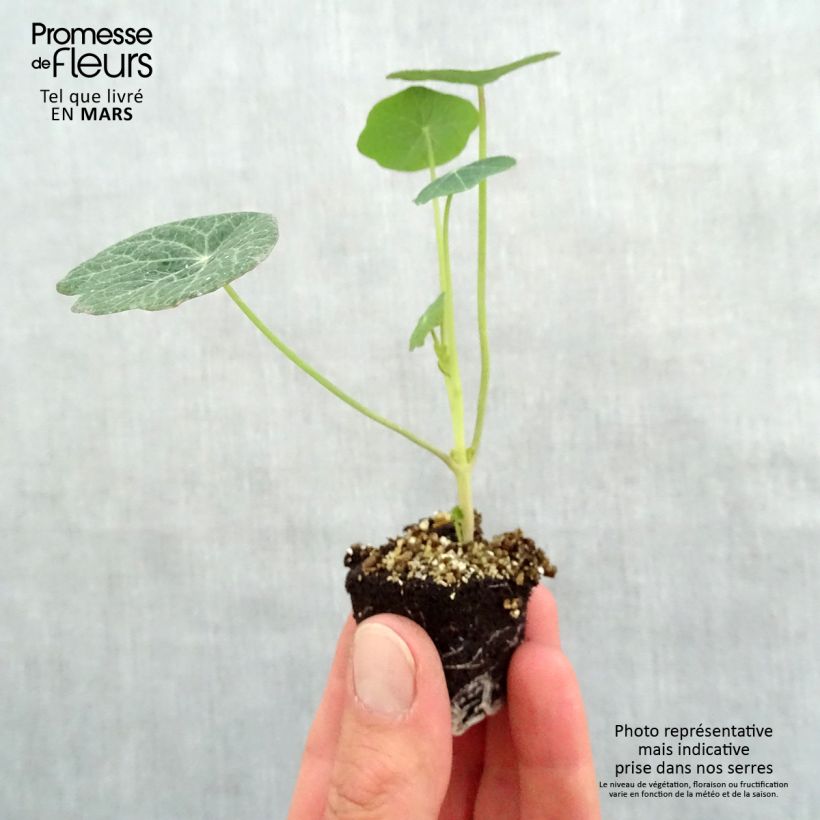 Tropaeolum majus 'Baby Orange' Plug plant 3/4cm sample as delivered in spring