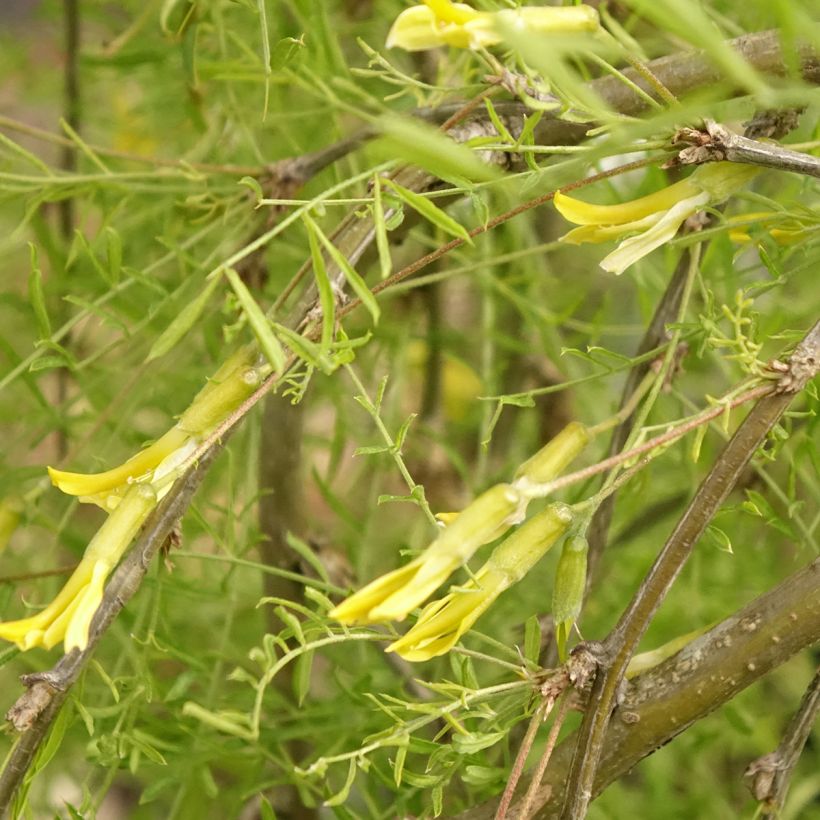 Caragana arborescens Walker - Siberian Pea Tree (Flowering)