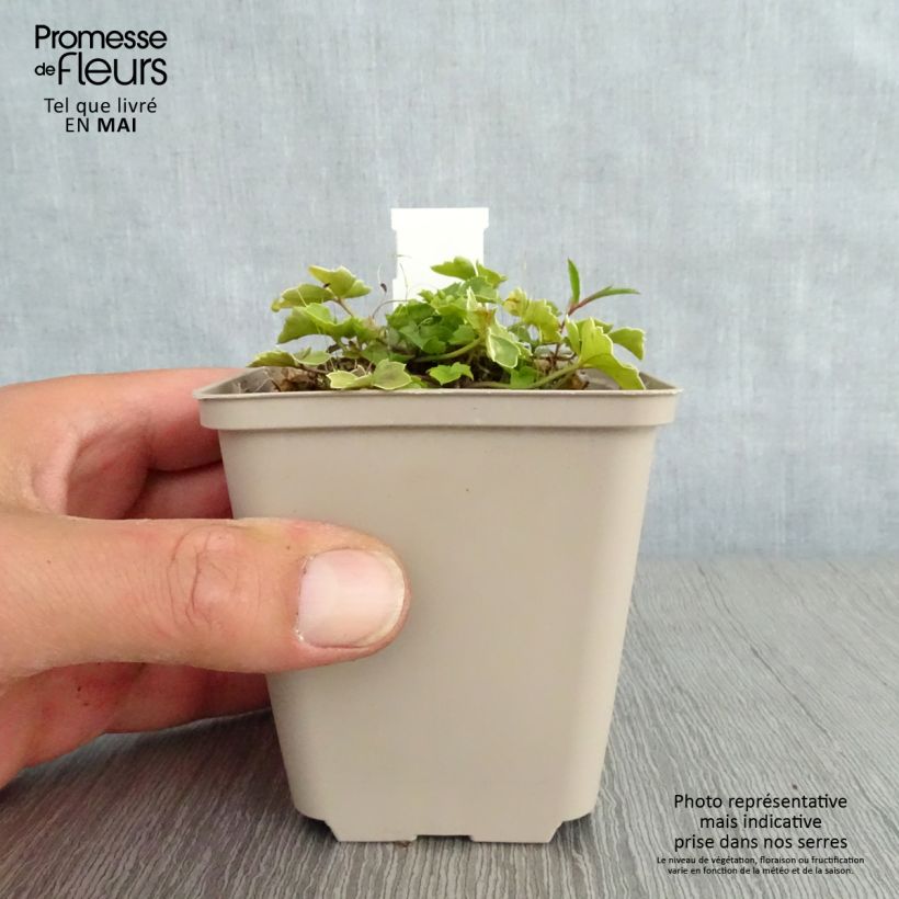 Cardamine trifolia 8/9 cm pot sample as delivered in spring