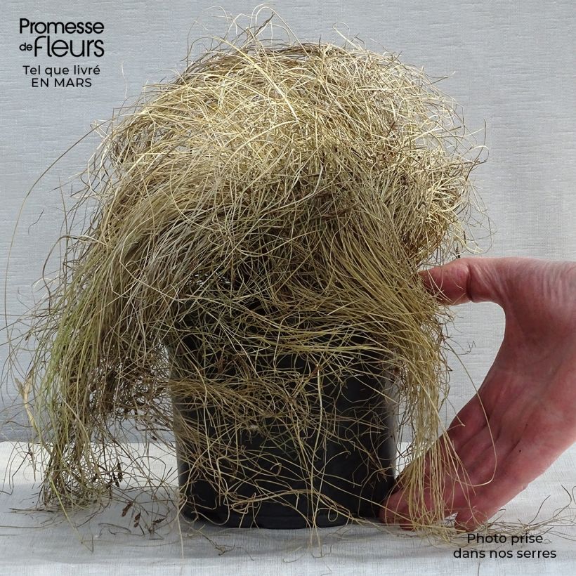 Carex&#x20;comans&#x20;Frosted&#x20;Curls&#x20;2L&#x2F;3L&#x20;pot&#x20;sample&#x20;as&#x20;delivered&#x20;in&#x20;winter