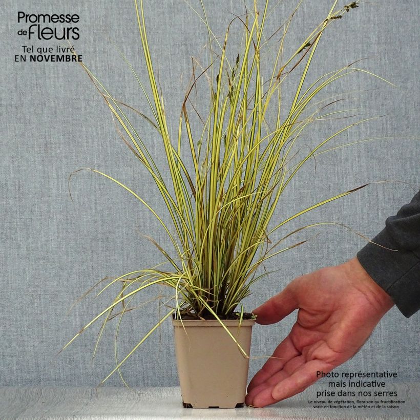 Carex brunnea Jenneke 8/9 cm pot sample as delivered in autumn