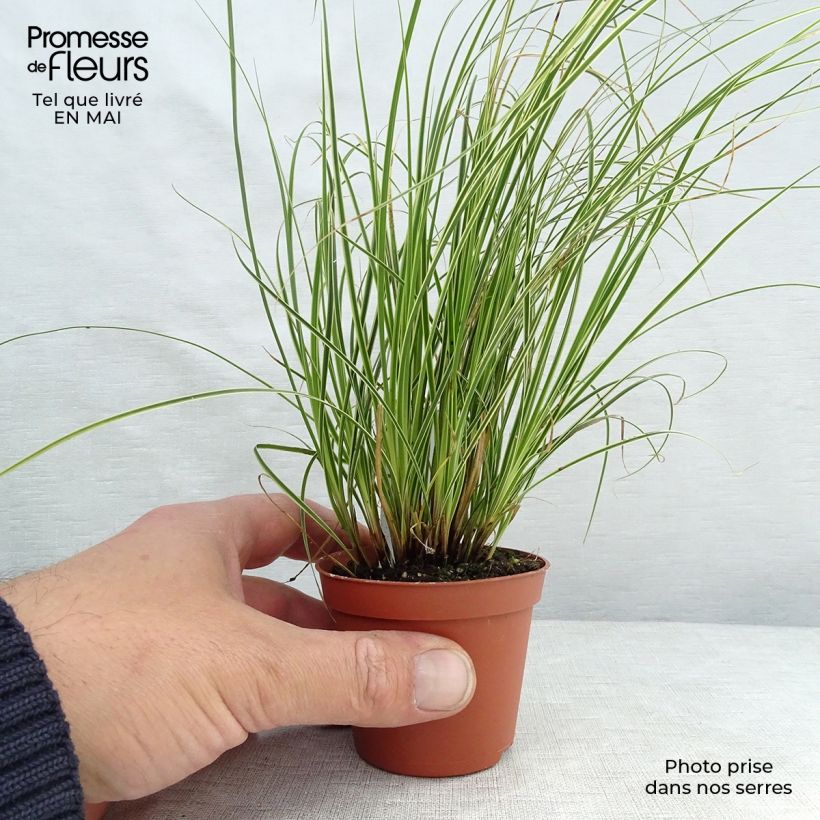 Carex brunnea Variegata 8/9 cm pot sample as delivered in spring