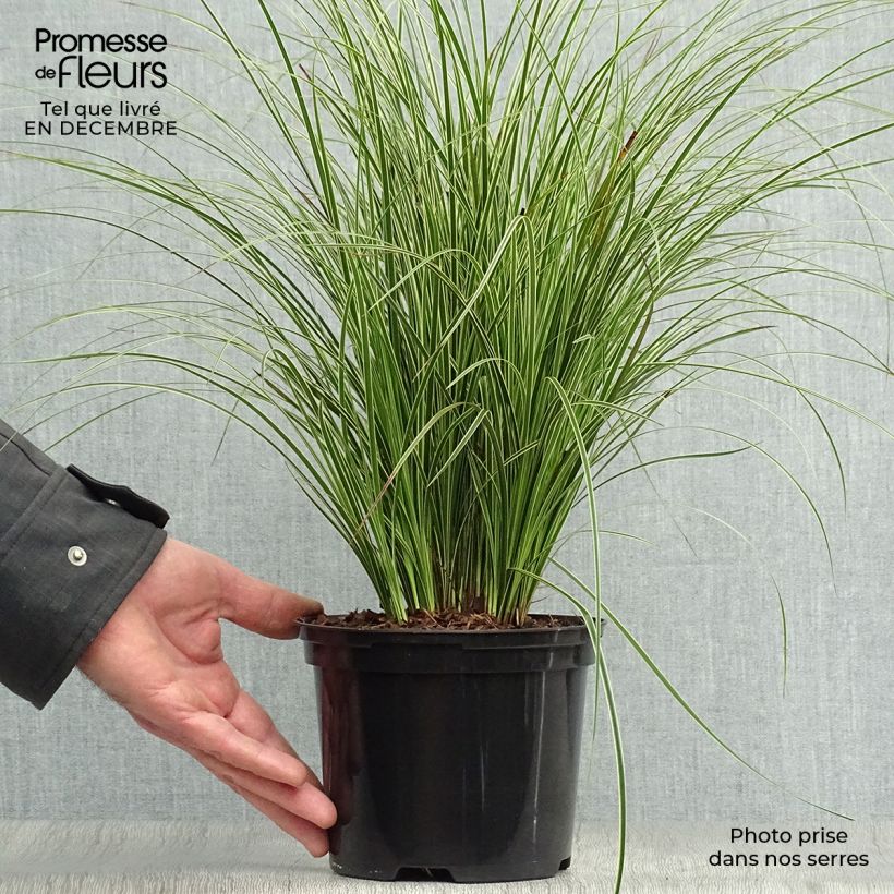 Carex brunnea Variegata 2L/3L pot sample as delivered in winter