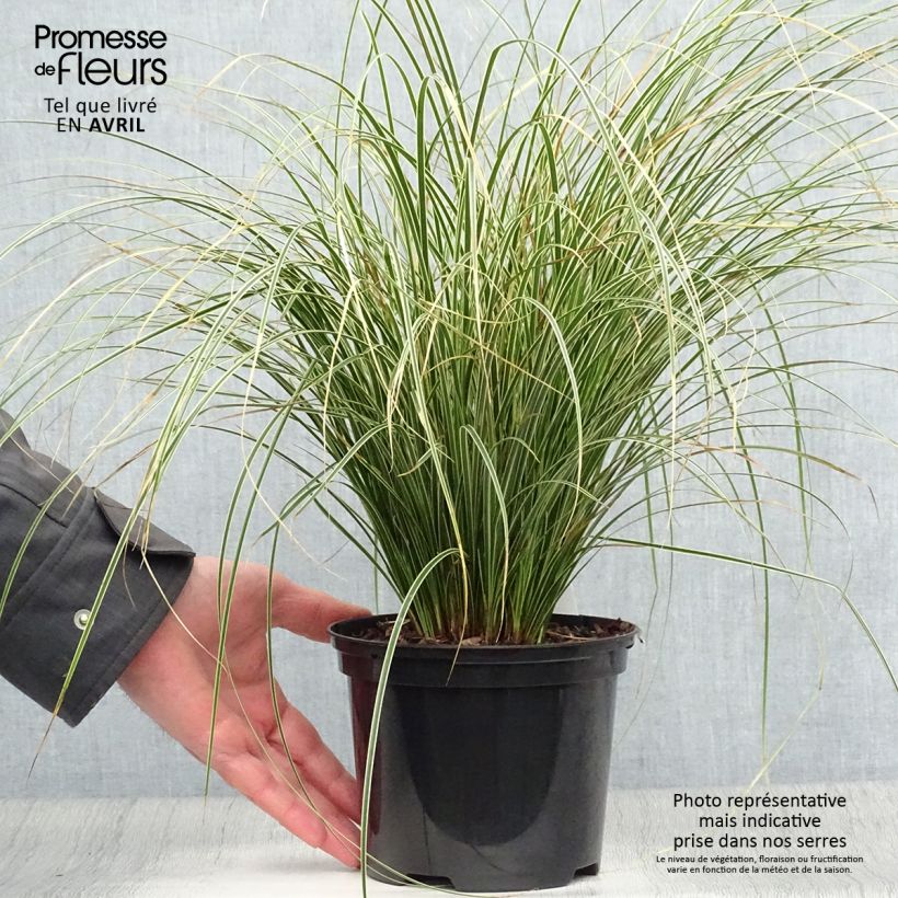 Carex brunnea Variegata 2L/3L pot sample as delivered in spring