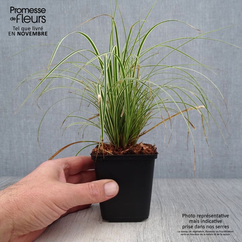 Carex brunnea Variegata 8/9 cm pot sample as delivered in autumn