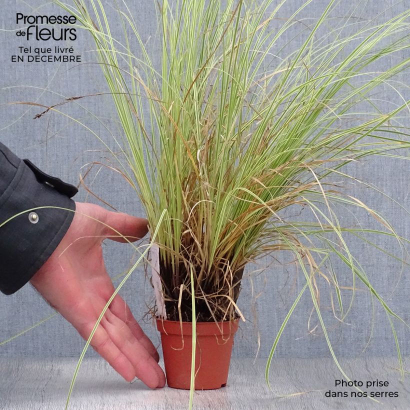 Carex brunnea Variegata 8/9 cm pot sample as delivered in winter