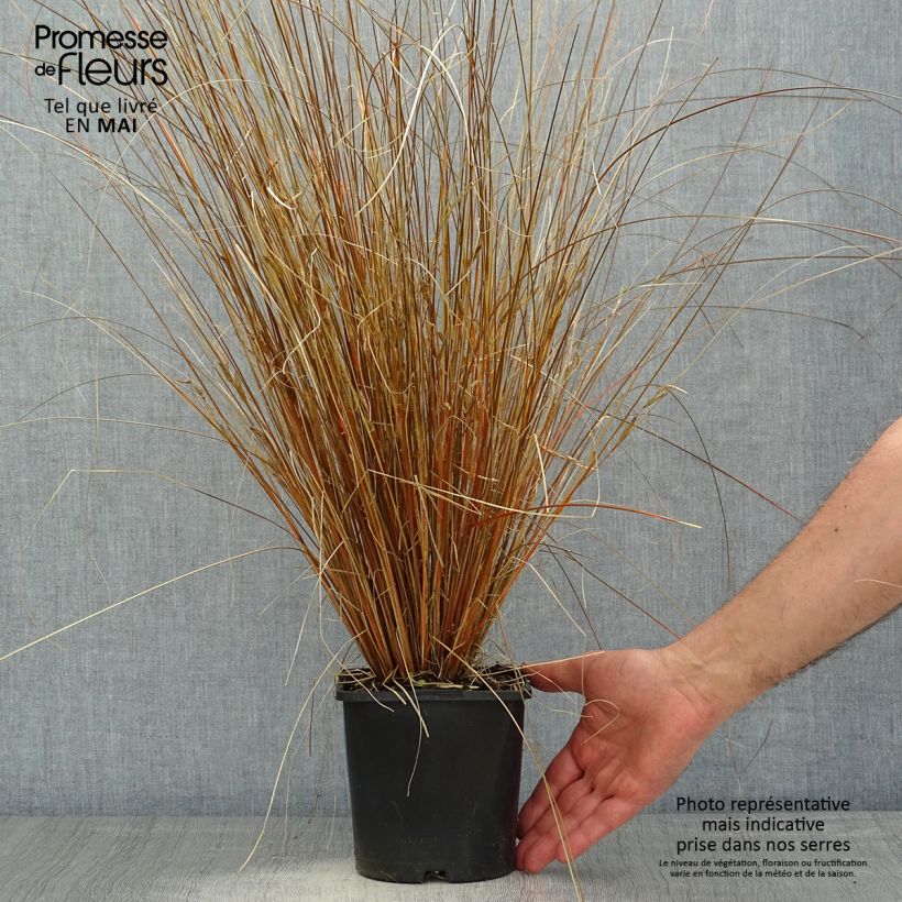 Carex buchananii Red Rooster 2L/3L pot sample as delivered in spring