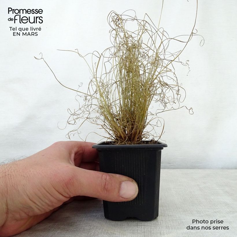 Carex buchananii Viridis 8/9 cm pot sample as delivered in spring