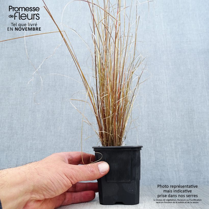 Carex buchananii 8/9 cm pot sample as delivered in autumn