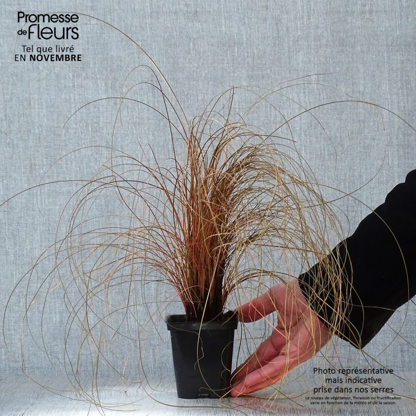 Carex comans Bronze Form 8/9 cm pot sample as delivered in autumn
