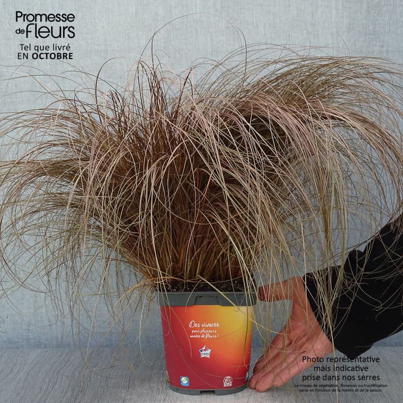 Carex comans Bronze Form 2L/3L pot sample as delivered in autumn