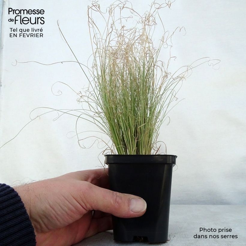 Carex&#x20;comans&#x20;Frosted&#x20;Curls&#x20;8&#x2F;9&#x20;cm&#x20;pot&#x20;sample&#x20;as&#x20;delivered&#x20;in&#x20;winter