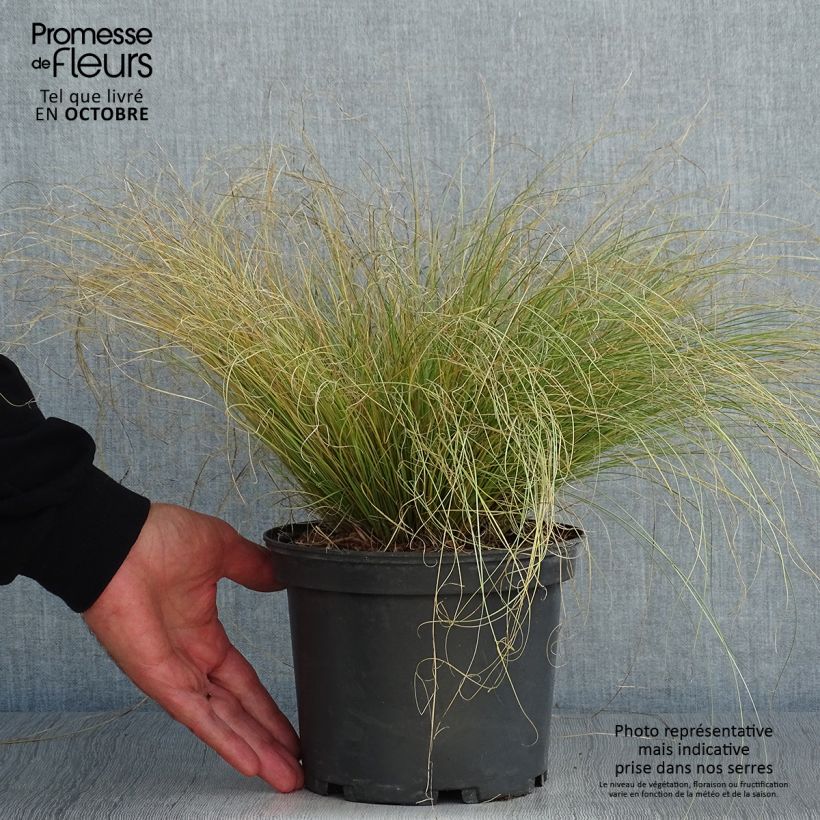 Carex comans Frosted Curls 2L/3L pot sample as delivered in autumn
