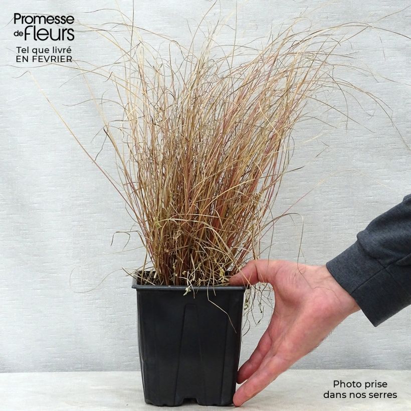 Carex comans Milk Chocolate 2L/3L pot sample as delivered in winter