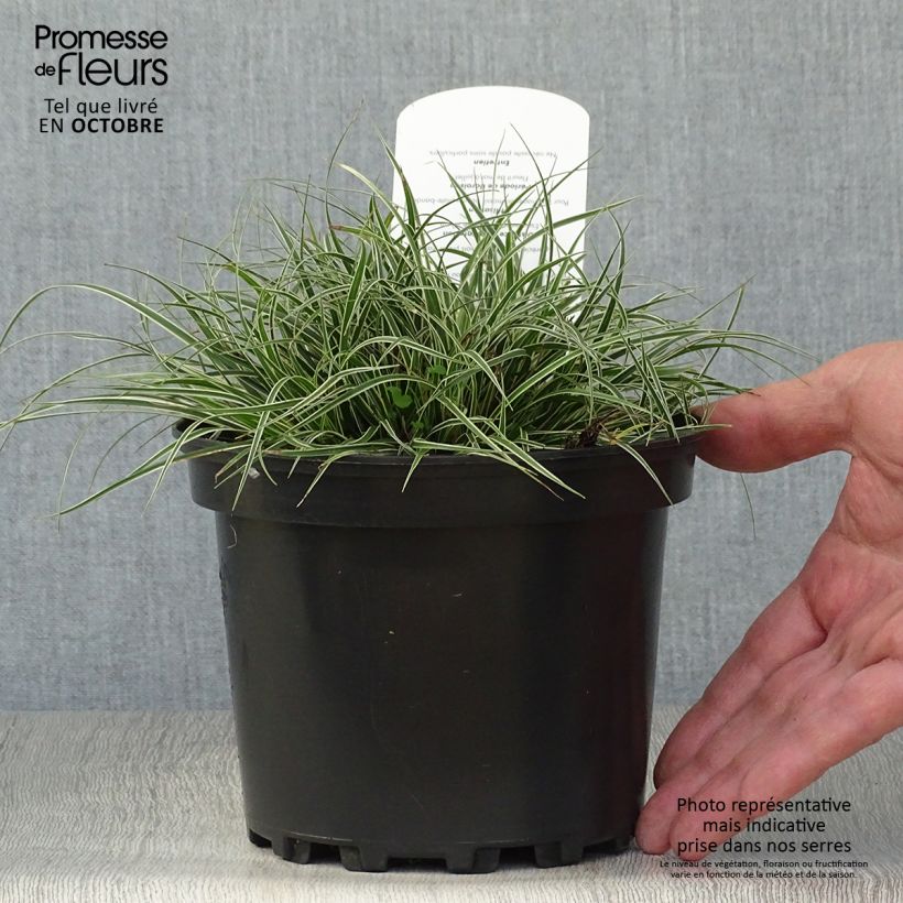 Carex conica Snowline 2L/3L pot sample as delivered in autumn