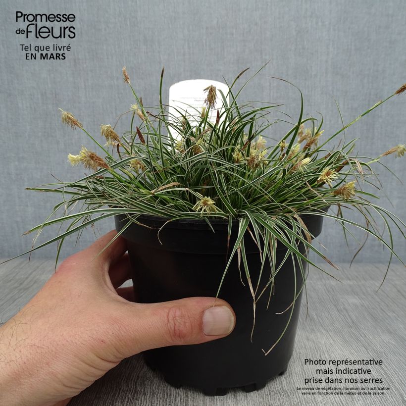 Carex conica Snowline 2L/3L pot sample as delivered in spring